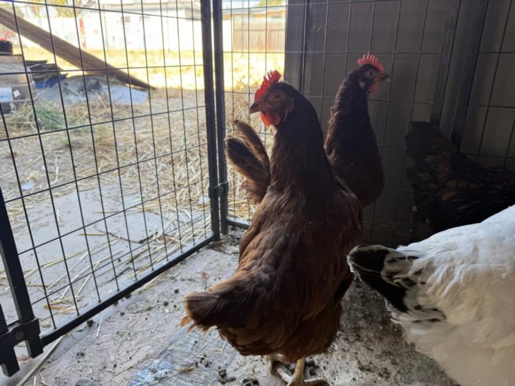 PEBBLES, Adoptable, Adult Female Chicken.