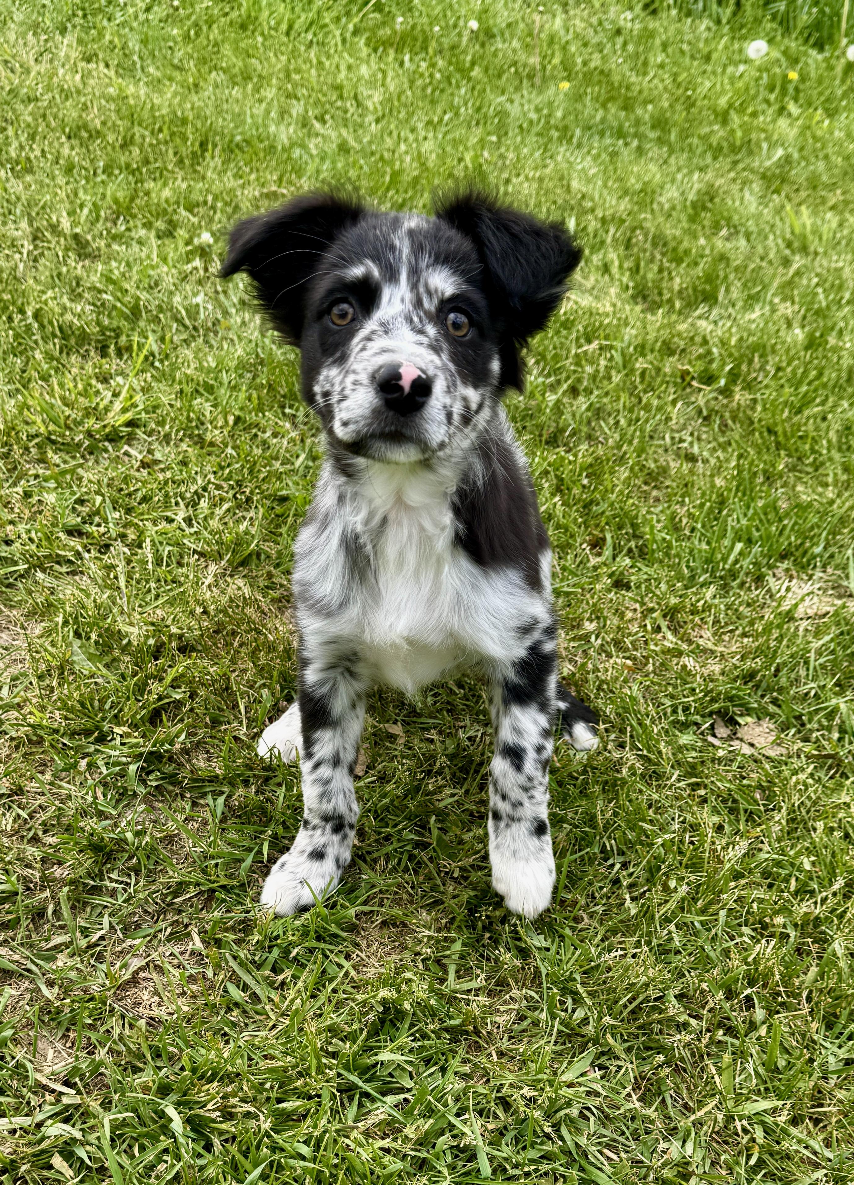 Brooklyn, an adopted mixed breed in Hales corners, WI image 2/4