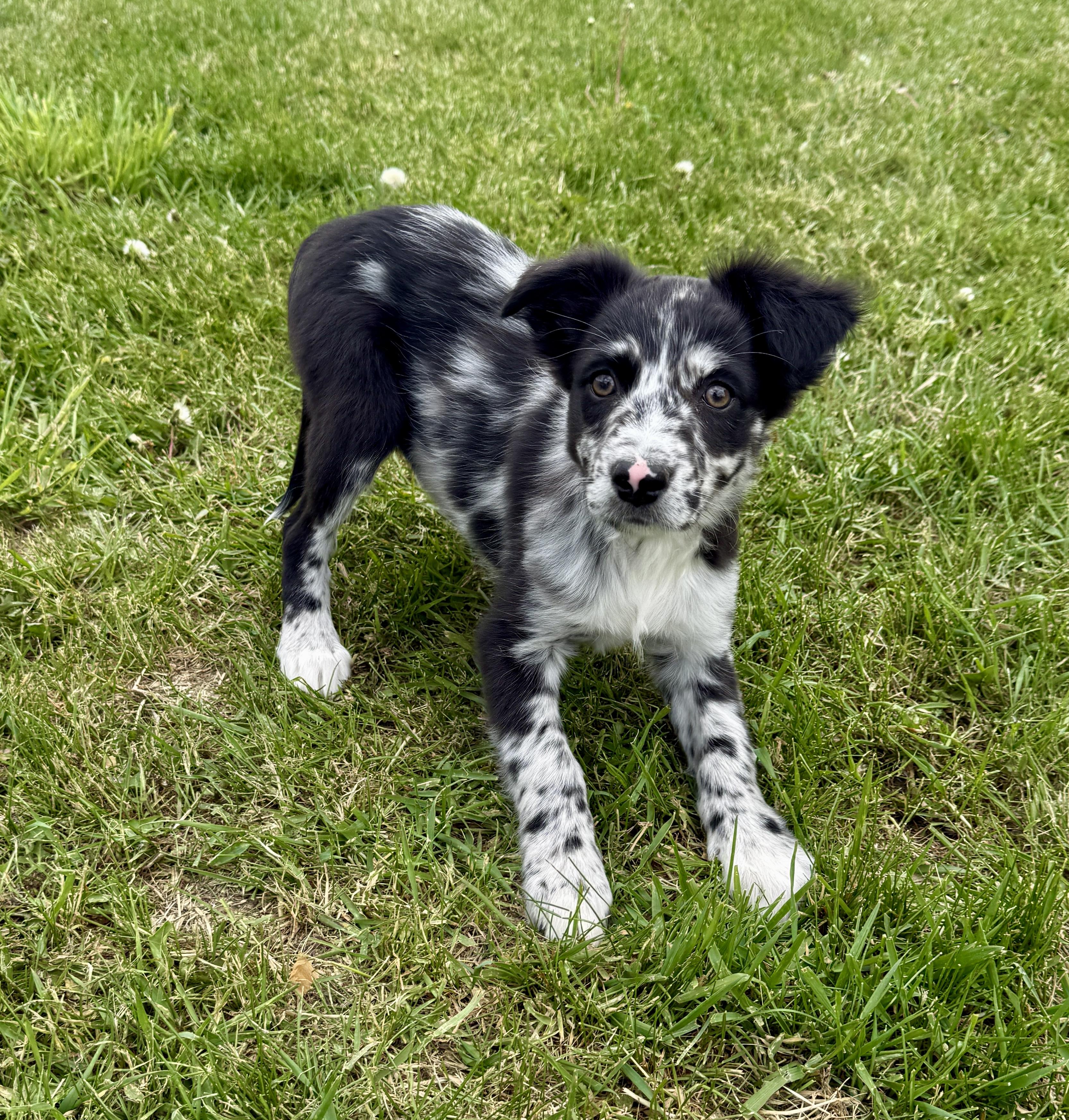 Brooklyn, an adopted mixed breed in Hales corners, WI image 4/4