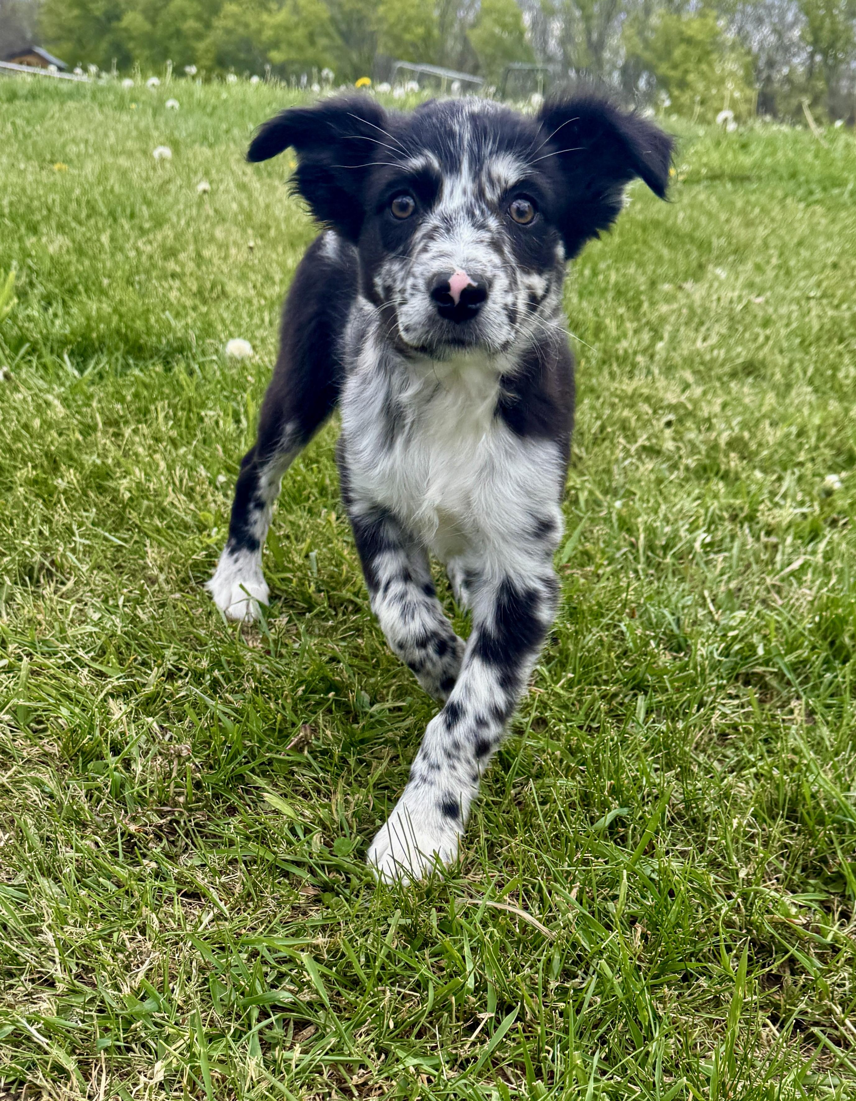 Brooklyn, an adopted mixed breed in Hales corners, WI image 3/4