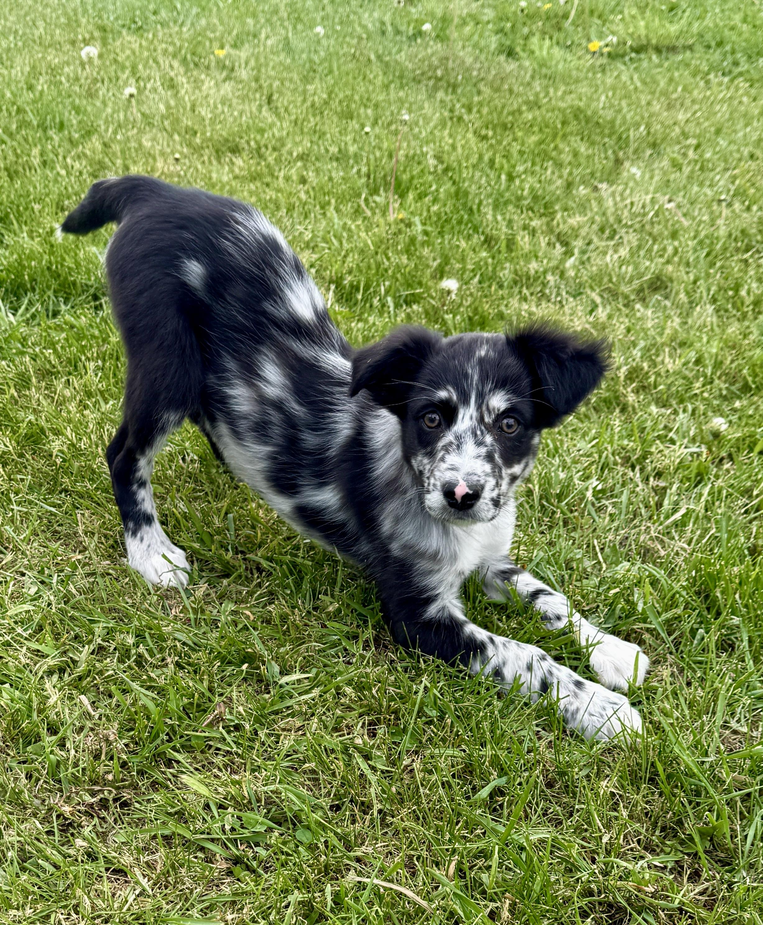 Brooklyn, adopted, Puppy Female Australian Shepherd.