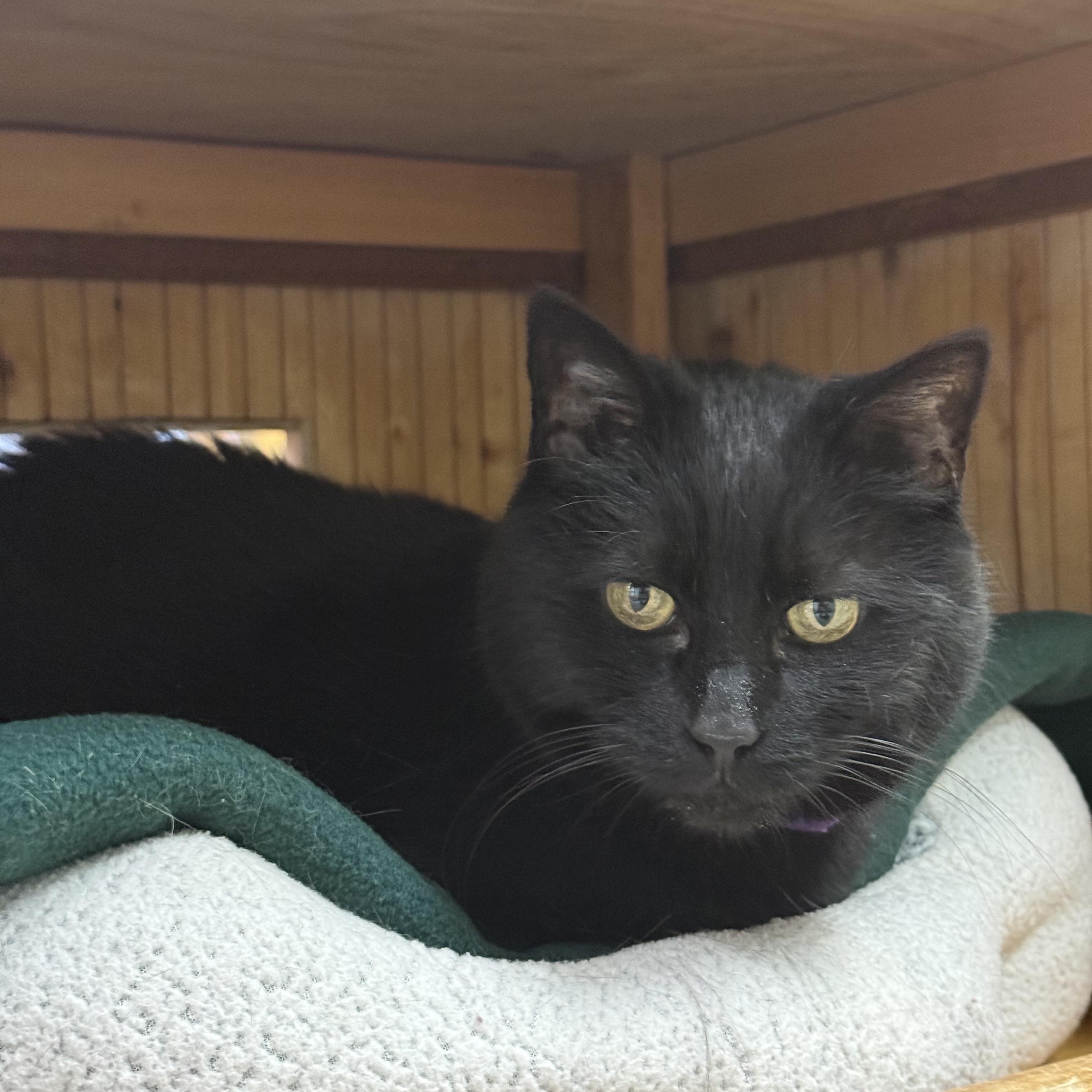 Sue, ADOPTABLE, Senior Female Domestic Short Hair.