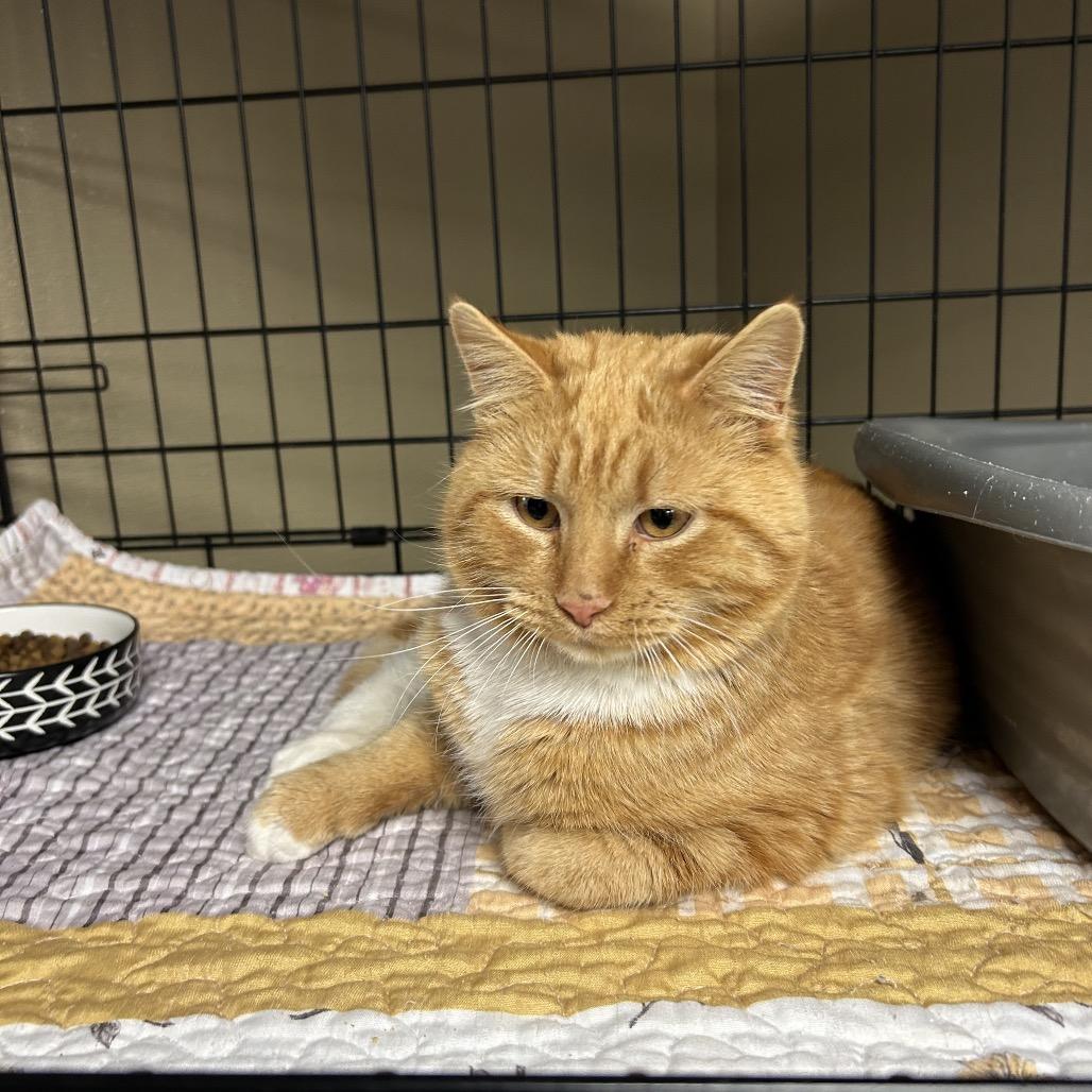 Enlarge Cheeto, a Adoptable Domestic Short Hair in Pennsville, NJ image 1/1