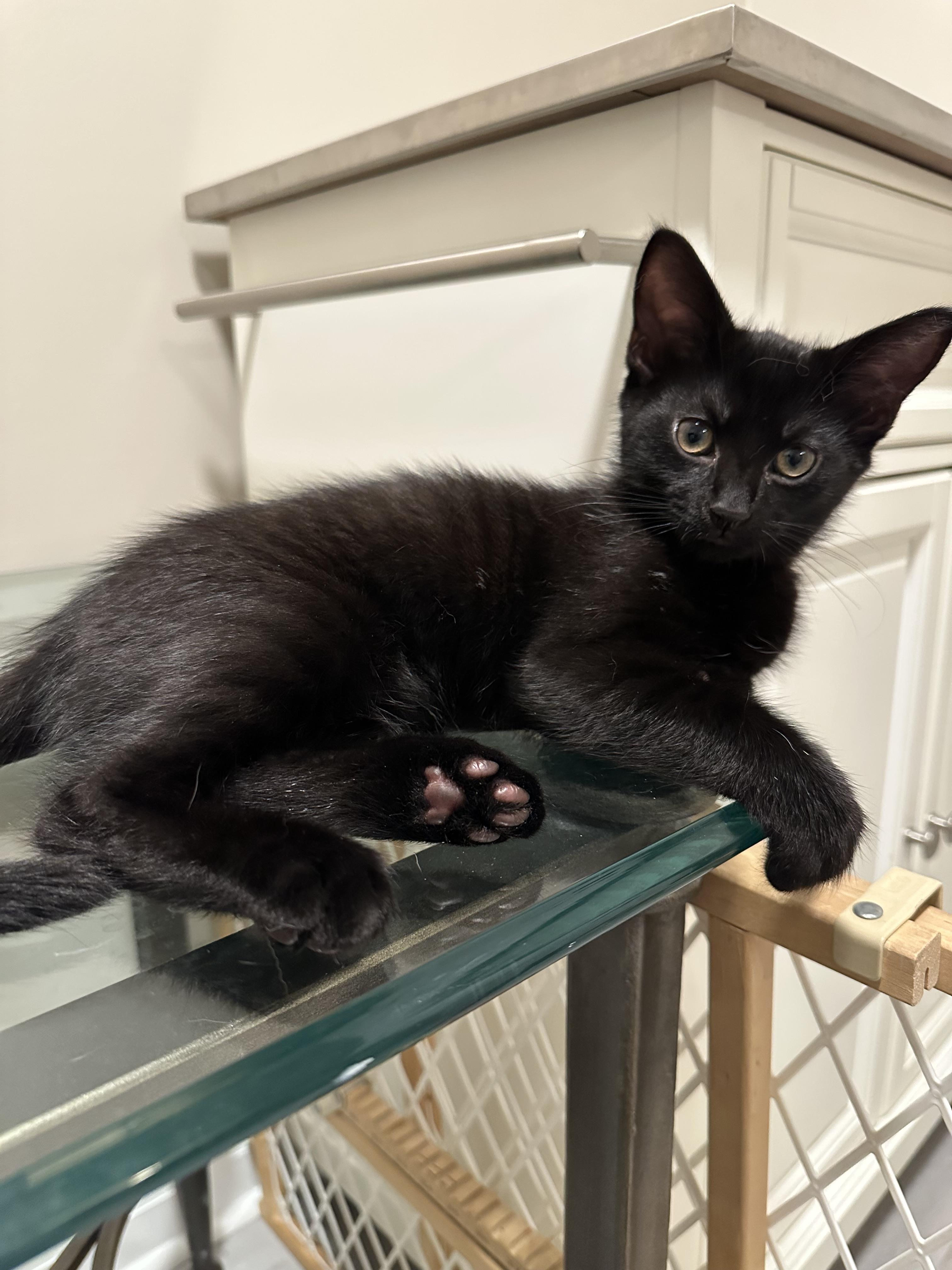 Milo photo 2