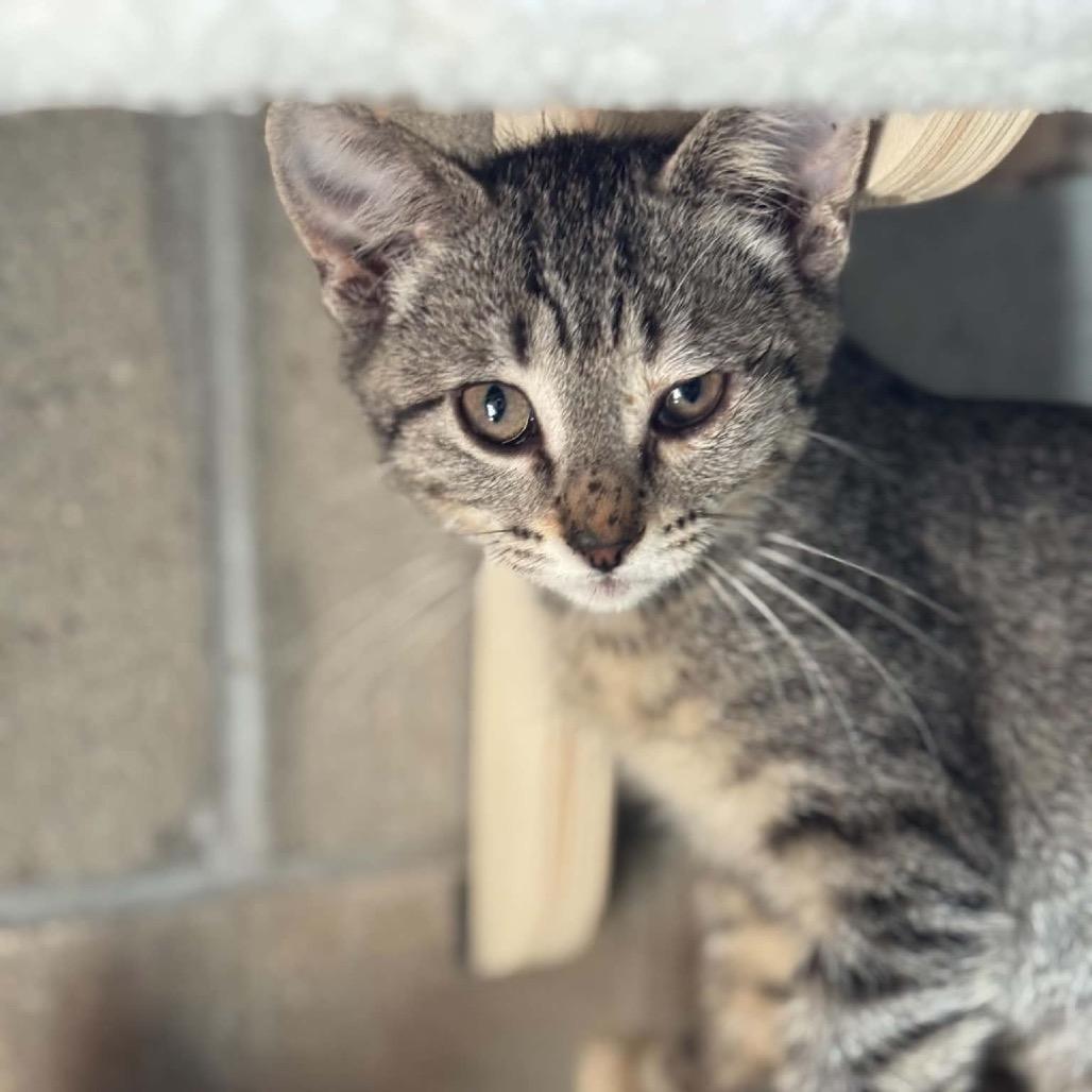 Regina George *Meet me at PetSmart Eagan*, Adoptable, Kitten Female Domestic Short Hair.