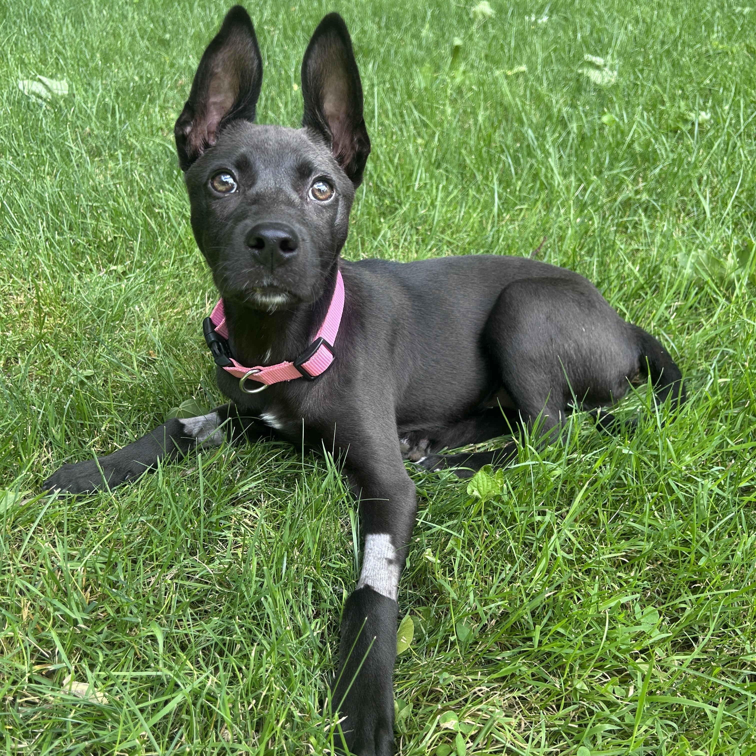 Enlarge Matilda, a ADOPTABLE Mixed Breed in Rochester , NY image 4/5