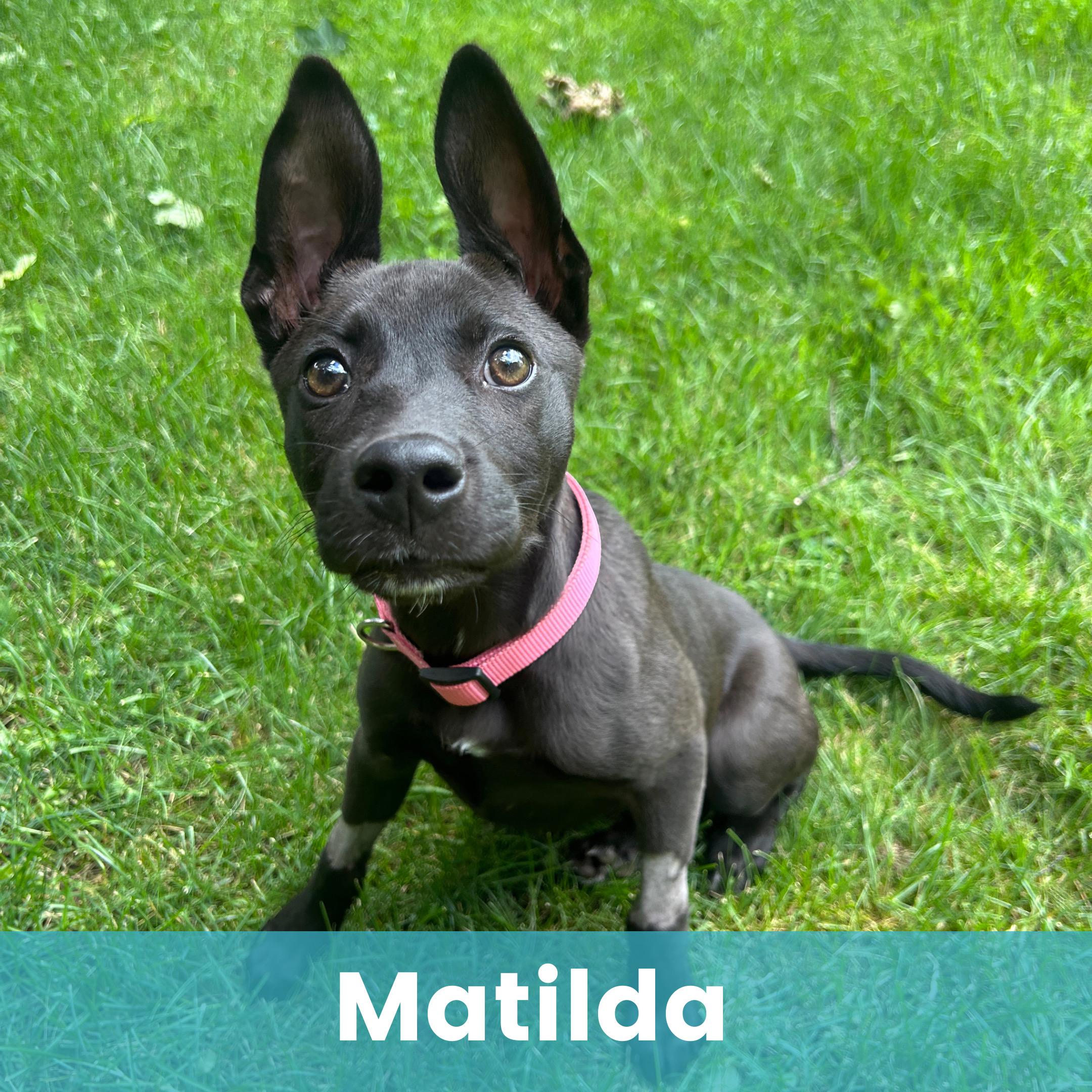 Matilda, ADOPTABLE, Puppy Female Mixed Breed.