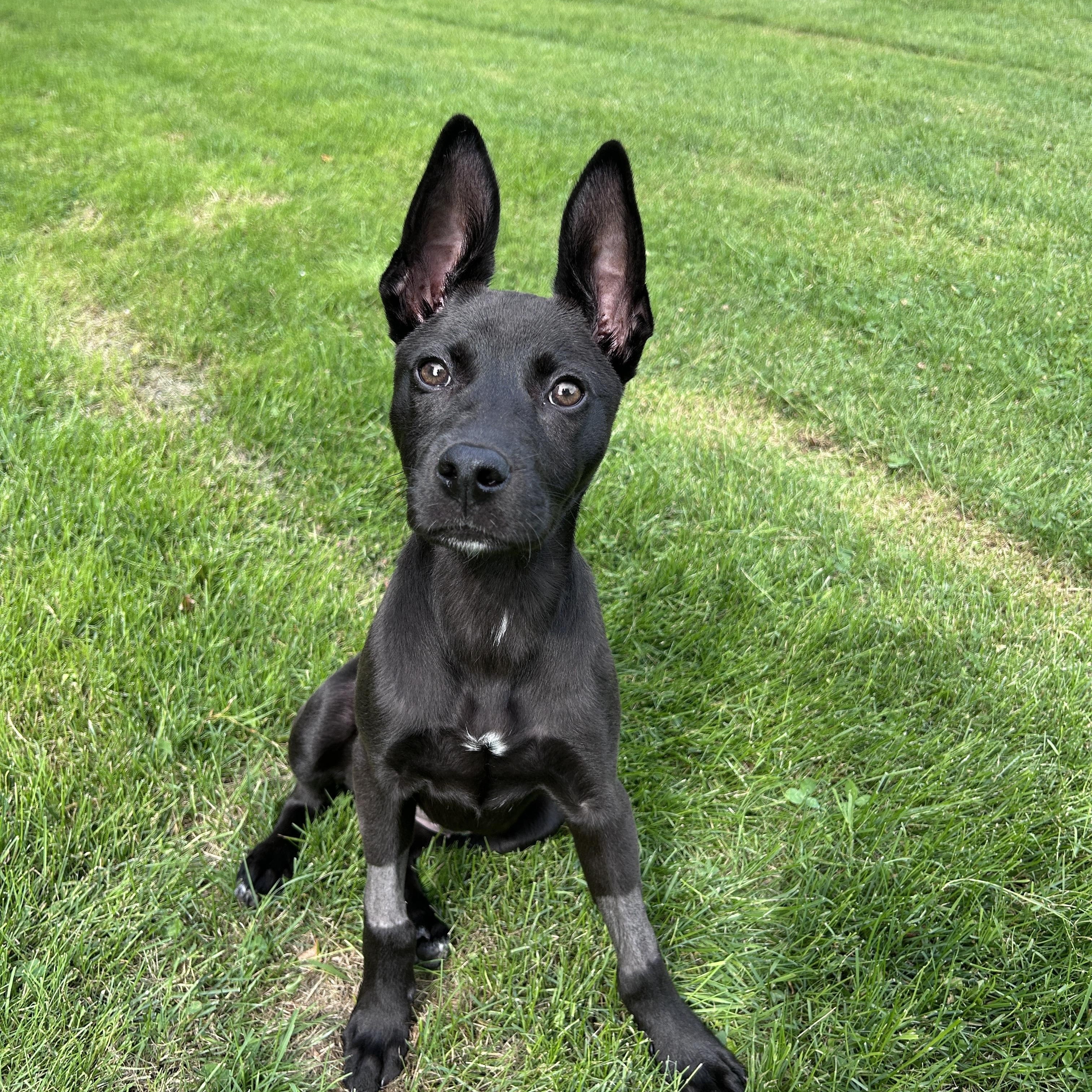 Enlarge Matilda, a ADOPTABLE Mixed Breed in Rochester , NY image 5/5