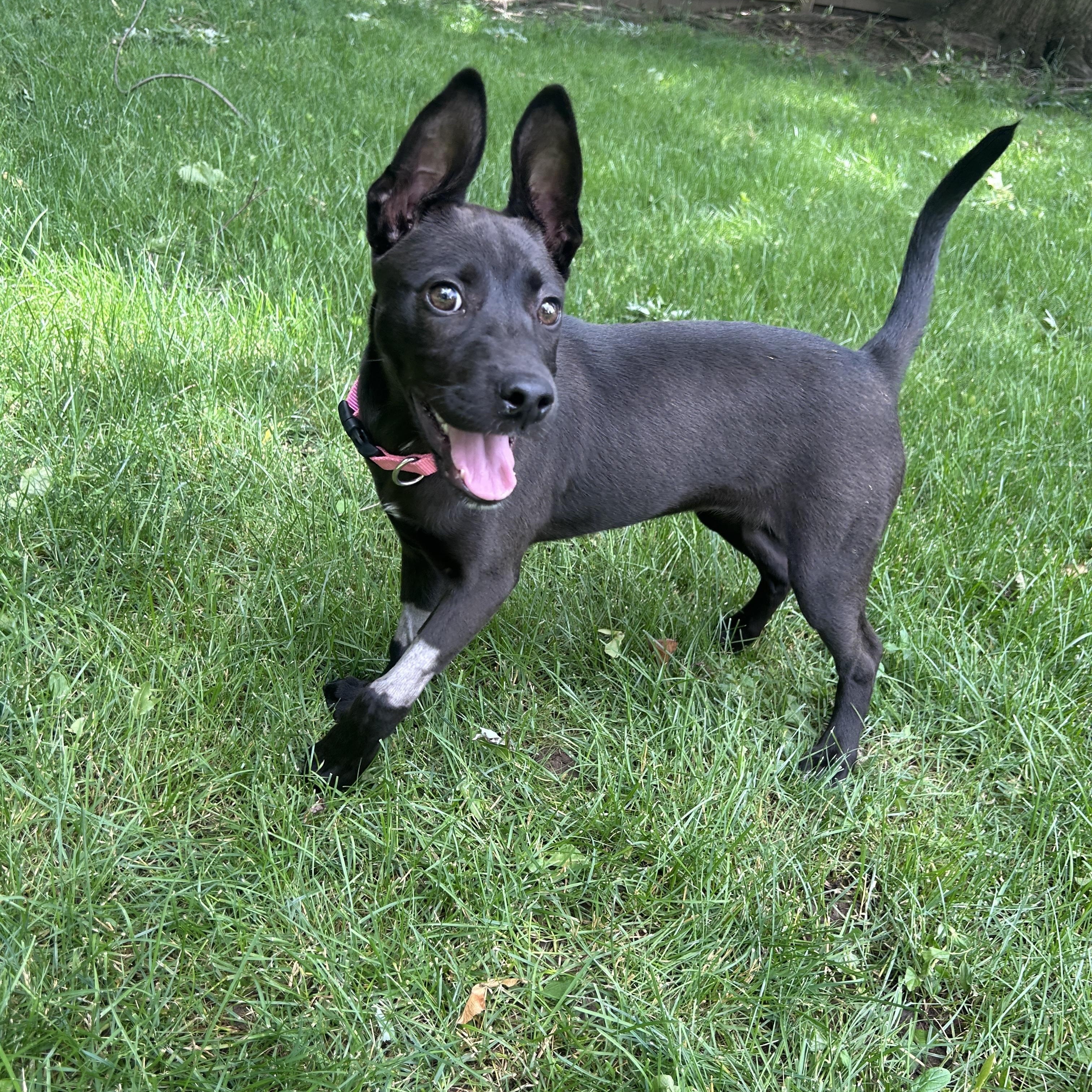 Enlarge Matilda, a ADOPTABLE Mixed Breed in Rochester , NY image 3/5