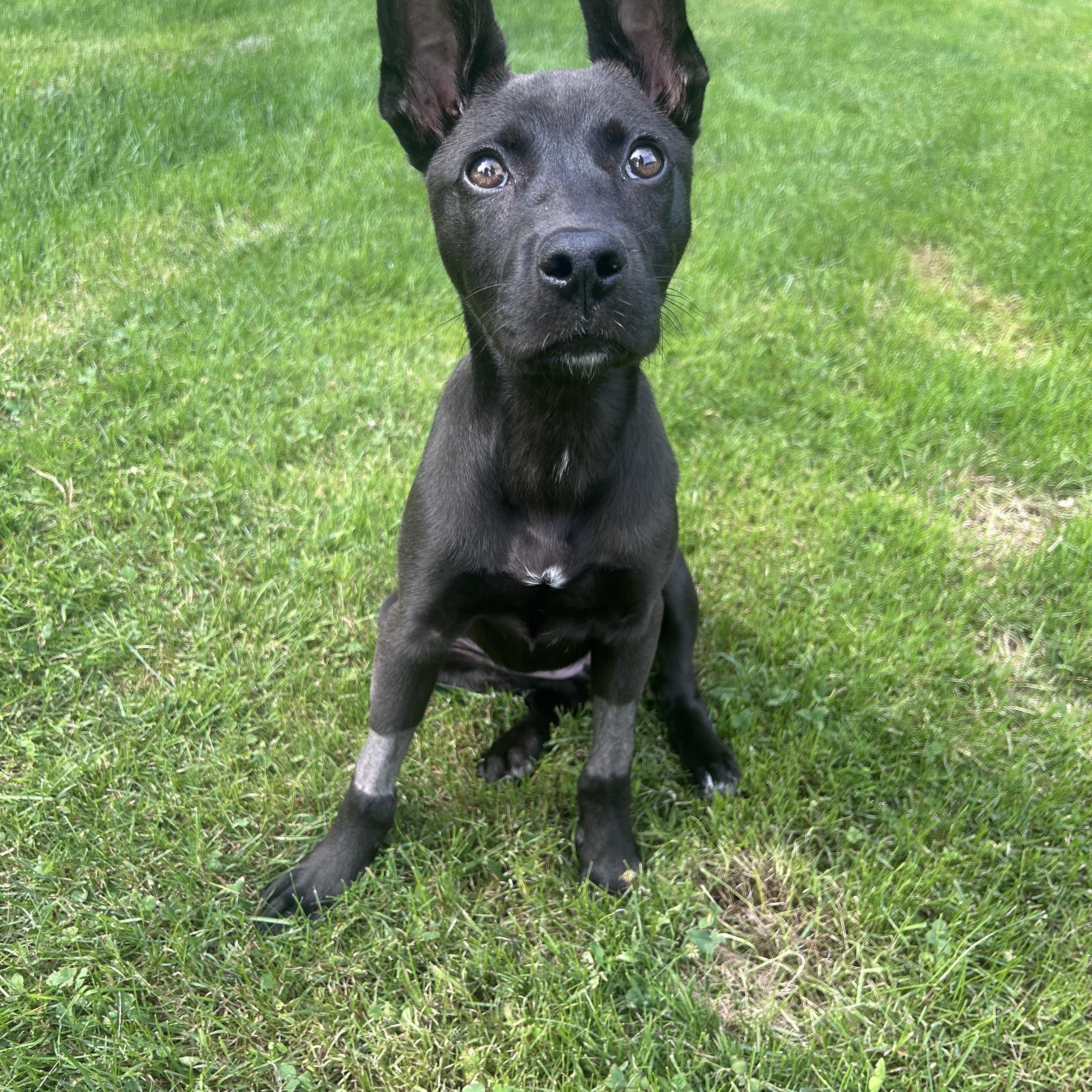 Enlarge Matilda, a ADOPTABLE Mixed Breed in Rochester , NY image 2/5