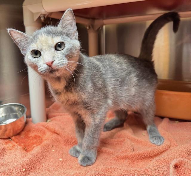 Enlarge Butterfinger kitten, an adopted mixed breed in Jackson, GA image 1/3
