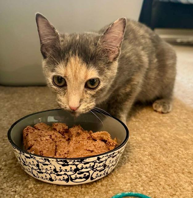 Enlarge Butterfinger kitten, an adopted mixed breed in Jackson, GA image 2/3