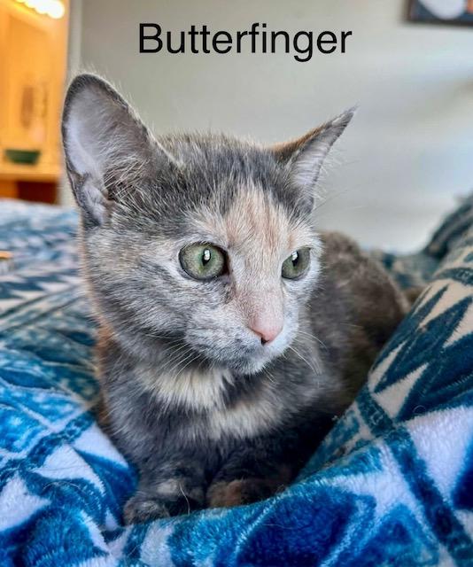 Enlarge Butterfinger kitten, an adopted mixed breed in Jackson, GA image 3/3