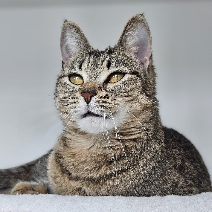 Foxy, Adoptable, Adult Female Domestic Short Hair.