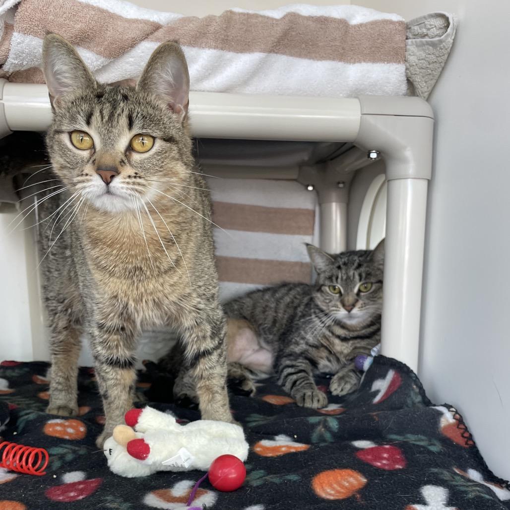 Enlarge Foxy, a Adoptable Domestic Short Hair in Warwick, RI image 3/6