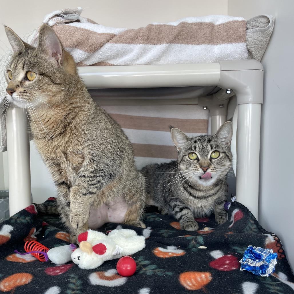 Enlarge Foxy, a Adoptable Domestic Short Hair in Warwick, RI image 4/6