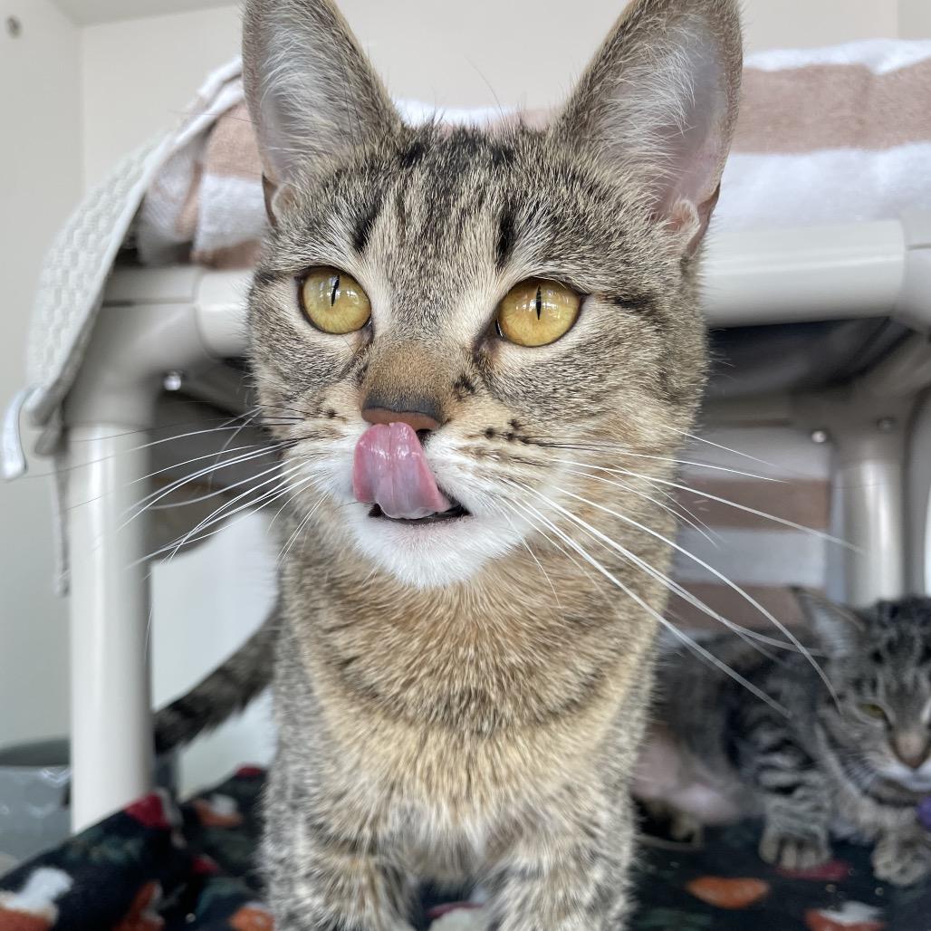 Enlarge Foxy, a Adoptable Domestic Short Hair in Warwick, RI image 6/6