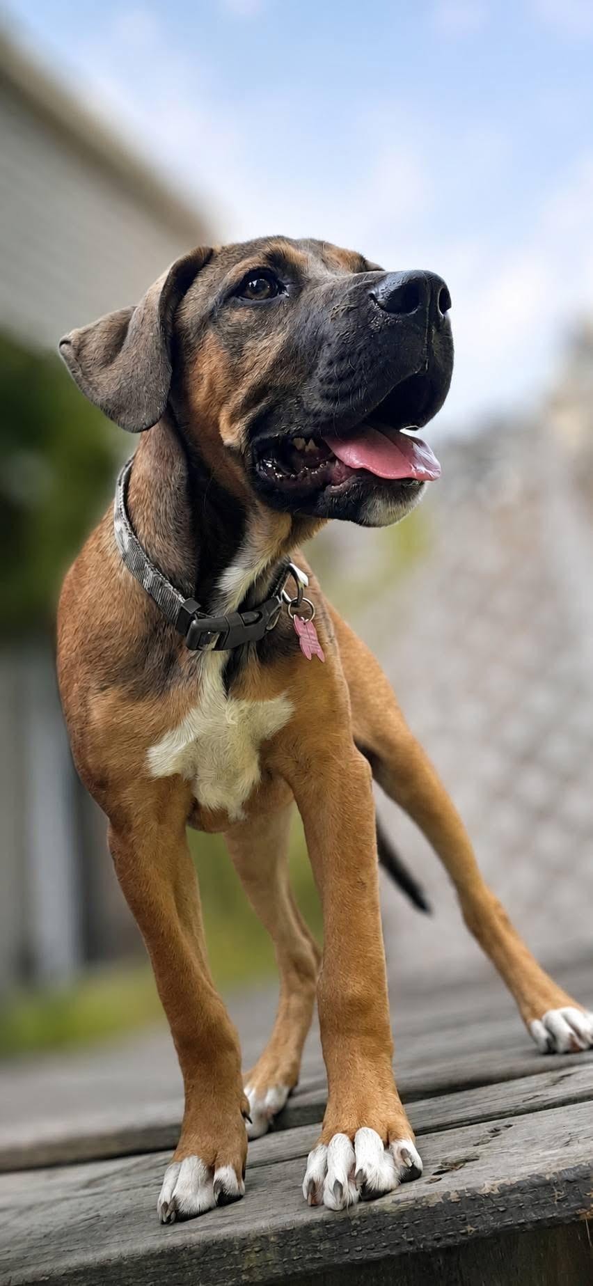 Chuck, an adopted mixed breed in Salamanca, NY image 2/3