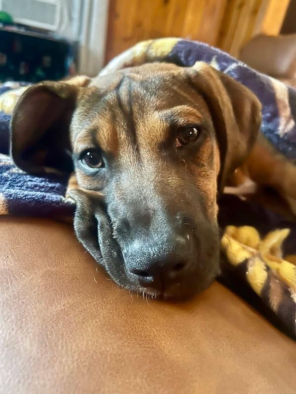 Chuck, adopted, Puppy Male Hound & Mountain Cur.