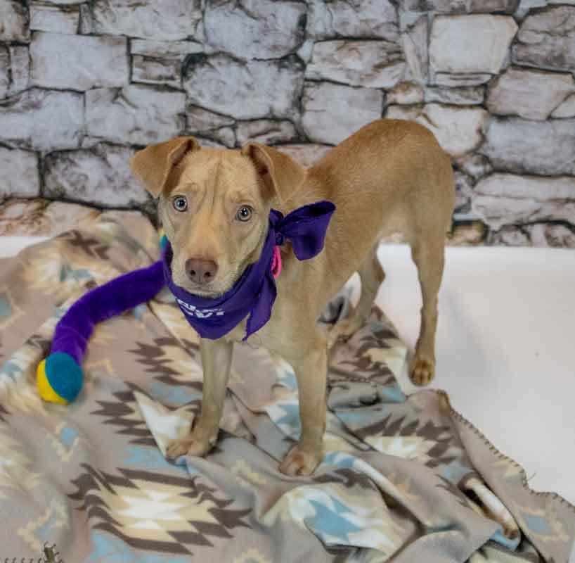 Enlarge Cheyenne, a Adopted mixed breed in Kennesaw, GA image 6/6