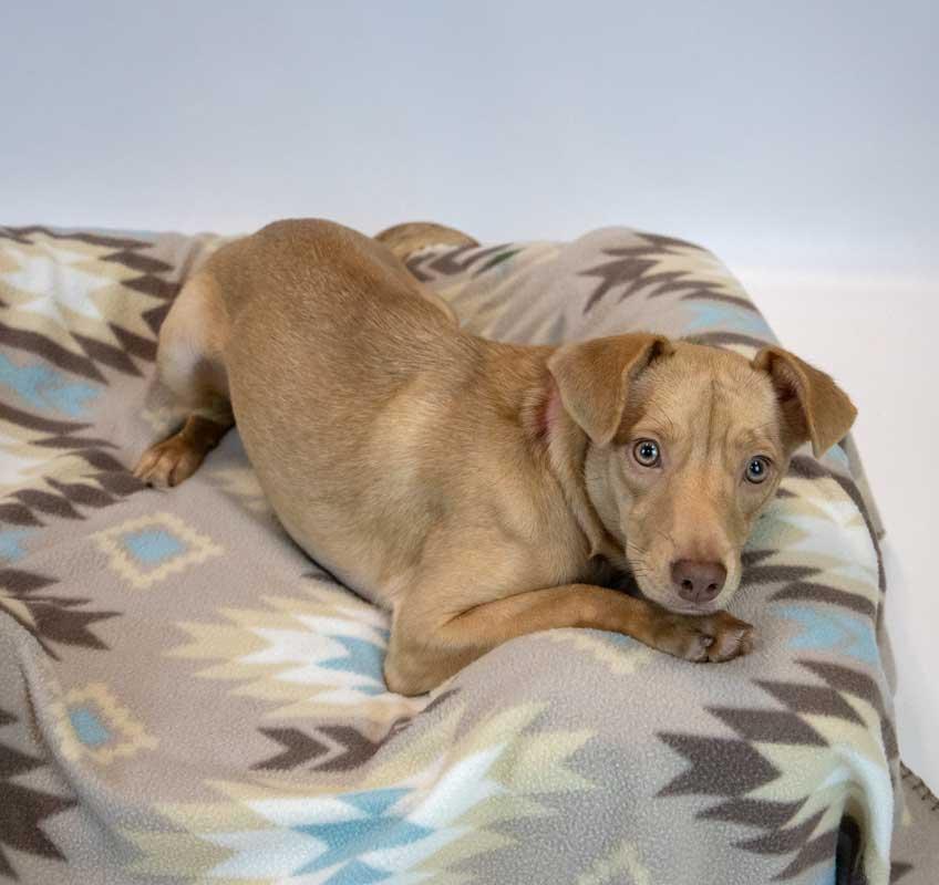 Enlarge Cheyenne, a Adopted mixed breed in Kennesaw, GA image 3/6