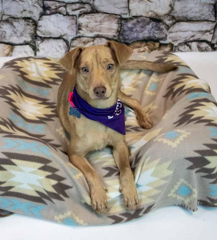 Enlarge Cheyenne, a Adopted mixed breed in Kennesaw, GA image 4/6