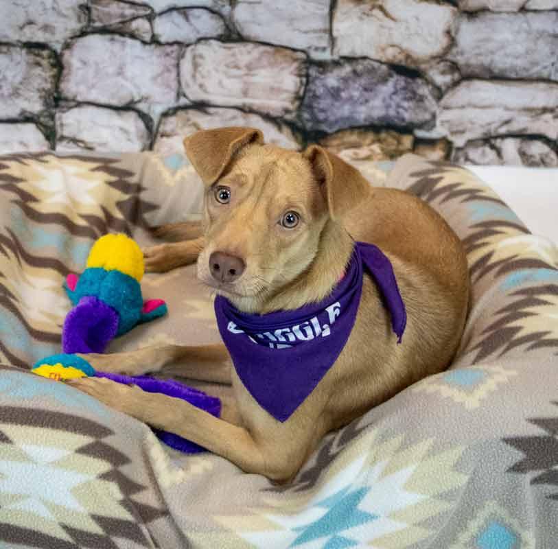 Enlarge Cheyenne, a Adopted mixed breed in Kennesaw, GA image 5/6