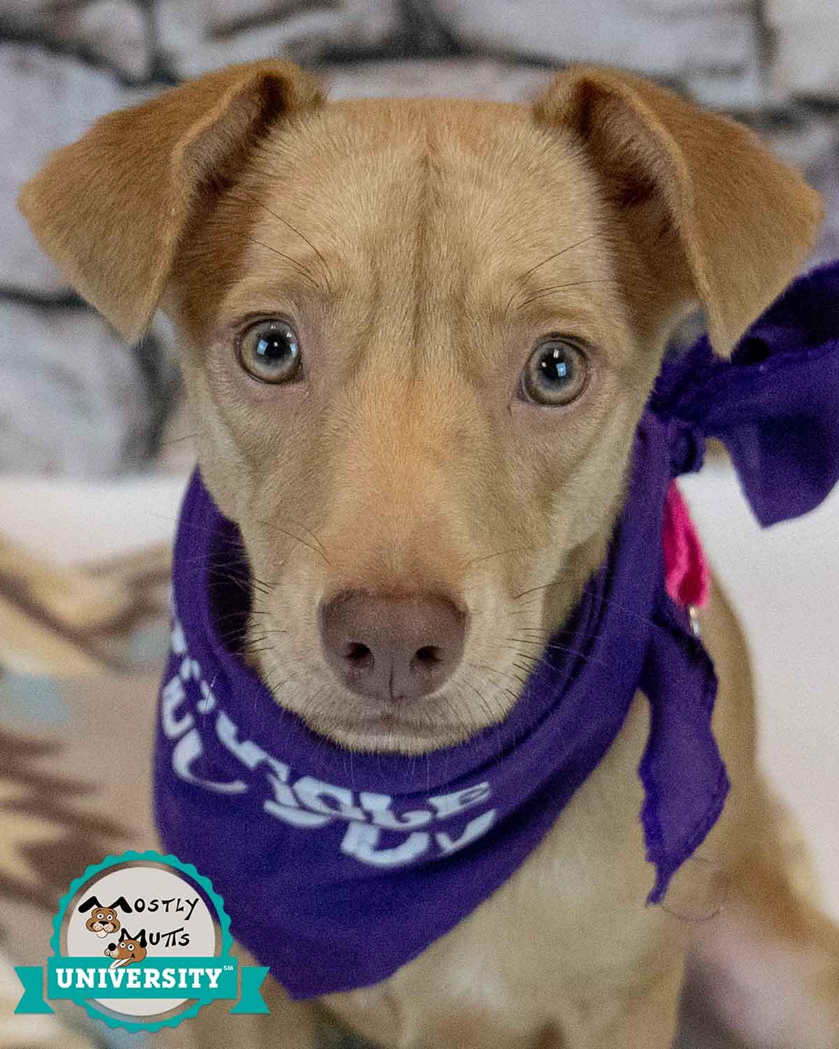 Cheyenne, Adopted, Puppy Female Terrier & Retriever.