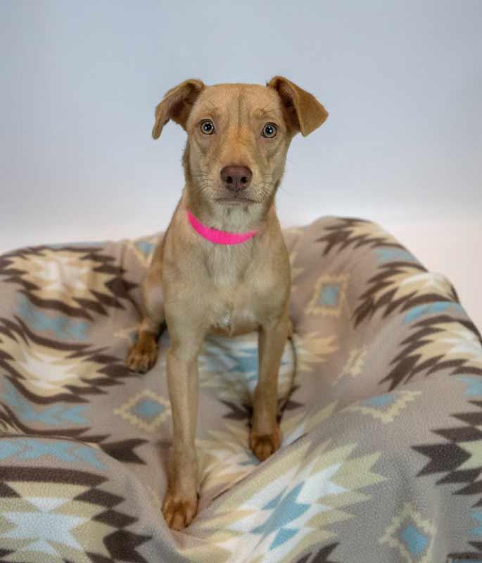 Enlarge Cheyenne, a Adopted mixed breed in Kennesaw, GA image 2/6
