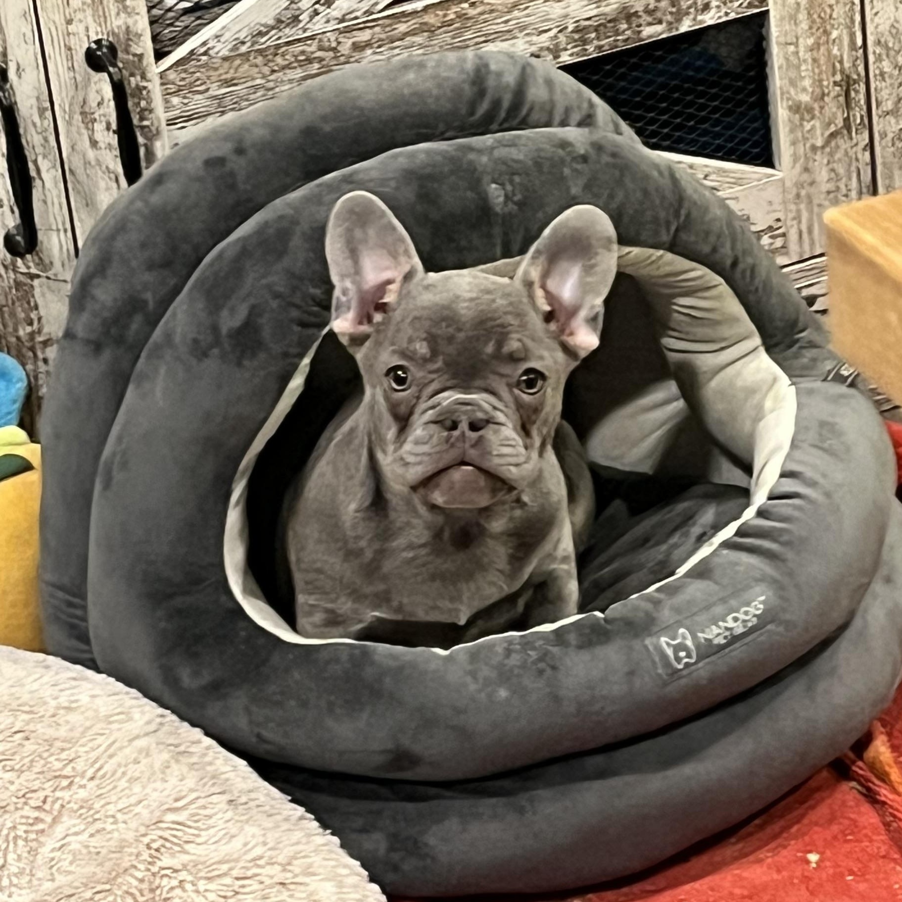 Diva, ADOPTABLE, Puppy Female French Bulldog.