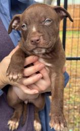 Baby Bear, ADOPTABLE, Puppy Female Pit Bull Terrier.