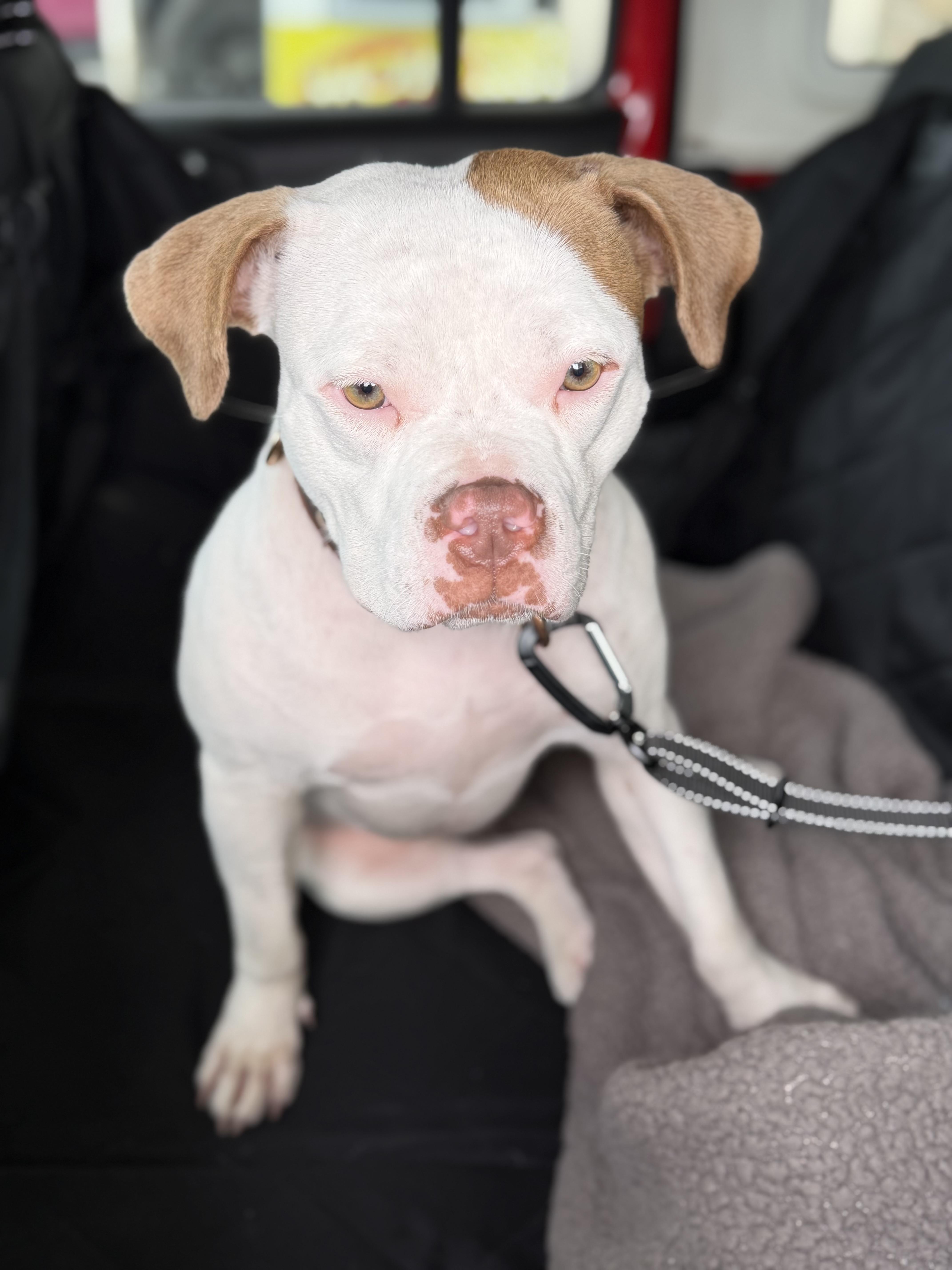 Spira, a Adoptable mixed breed in Troy, MI image 1/5