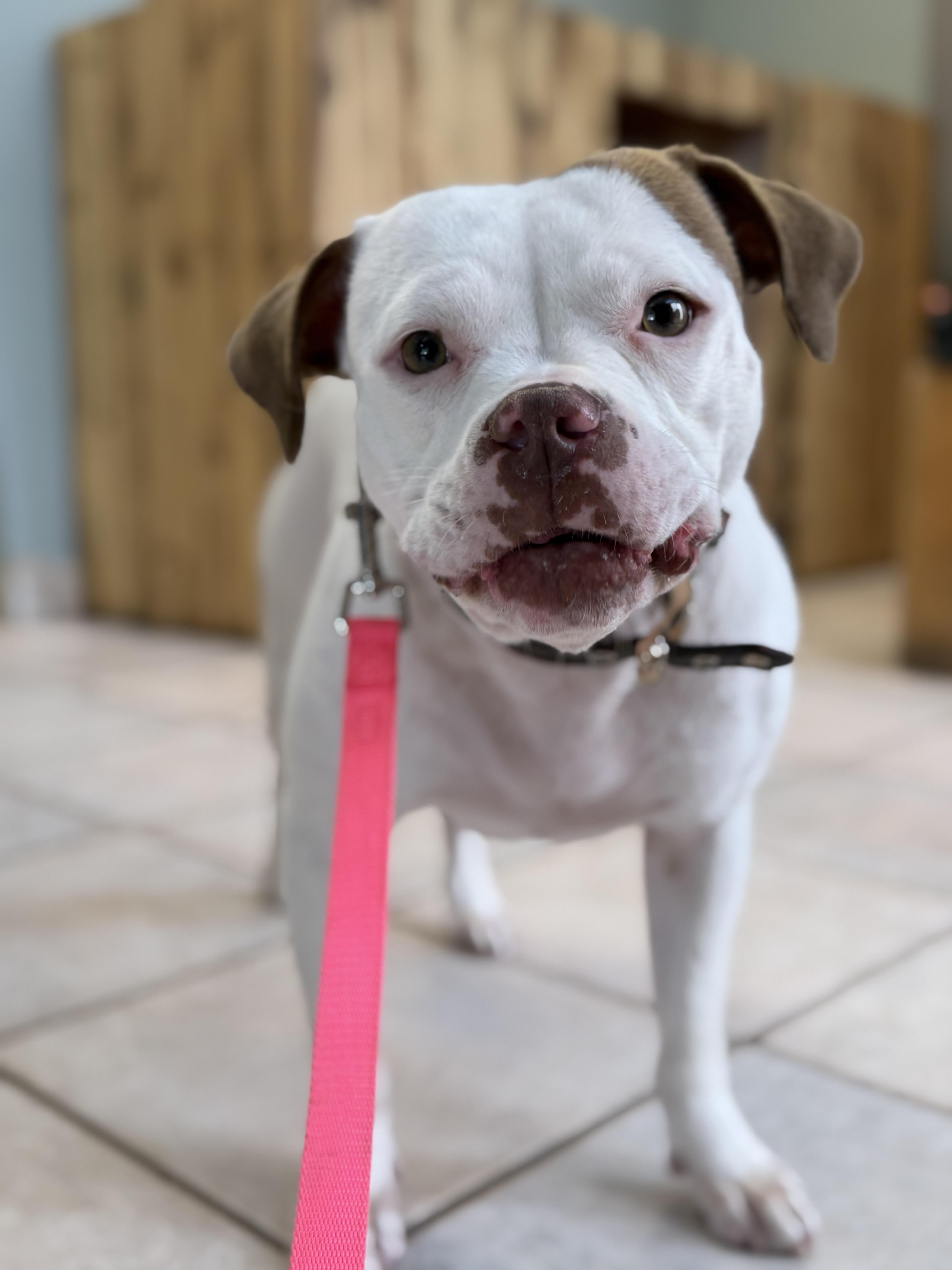 Spira, a Adoptable mixed breed in Troy, MI image 2/5