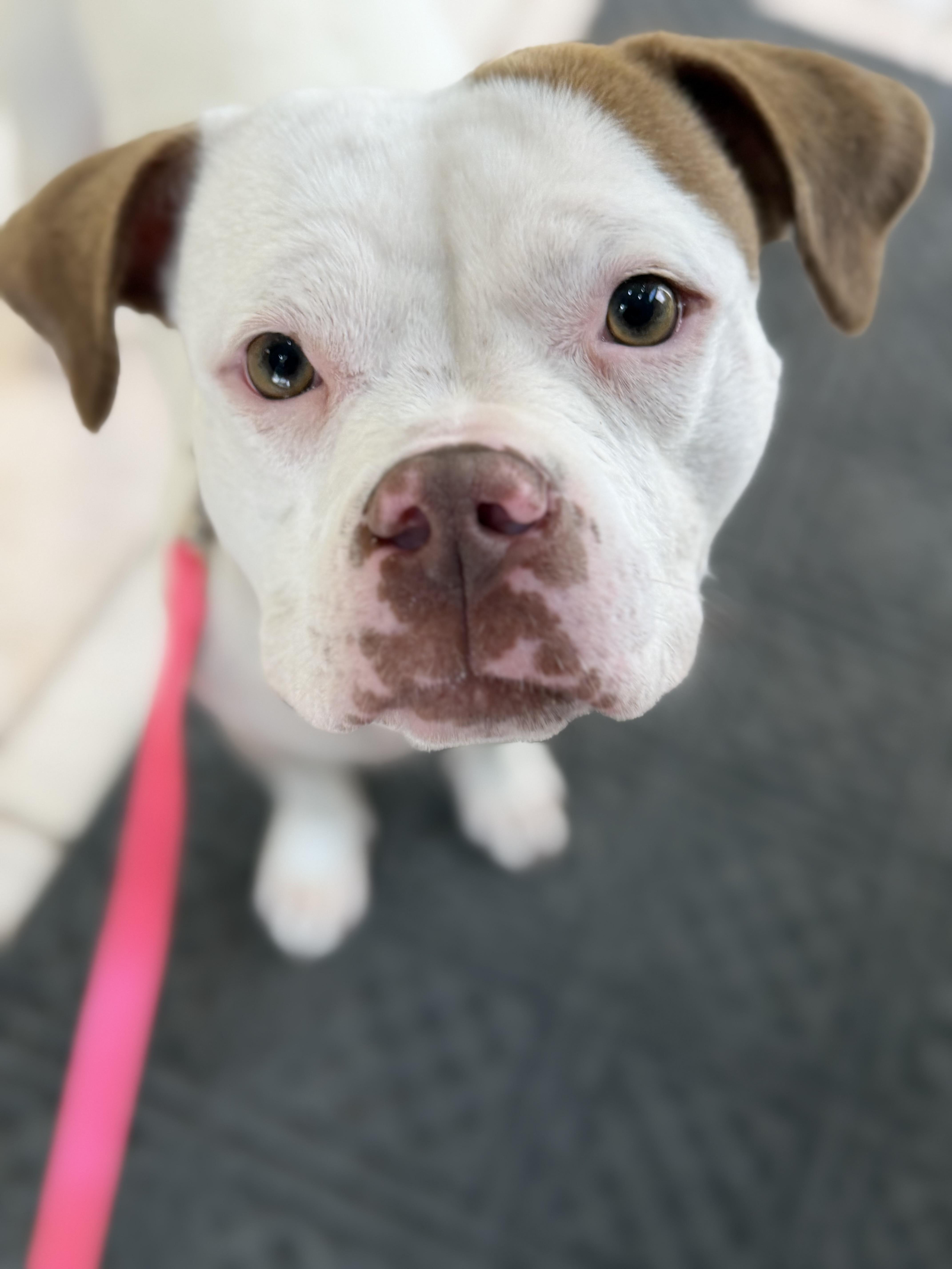Spira, a Adoptable mixed breed in Troy, MI image 3/5