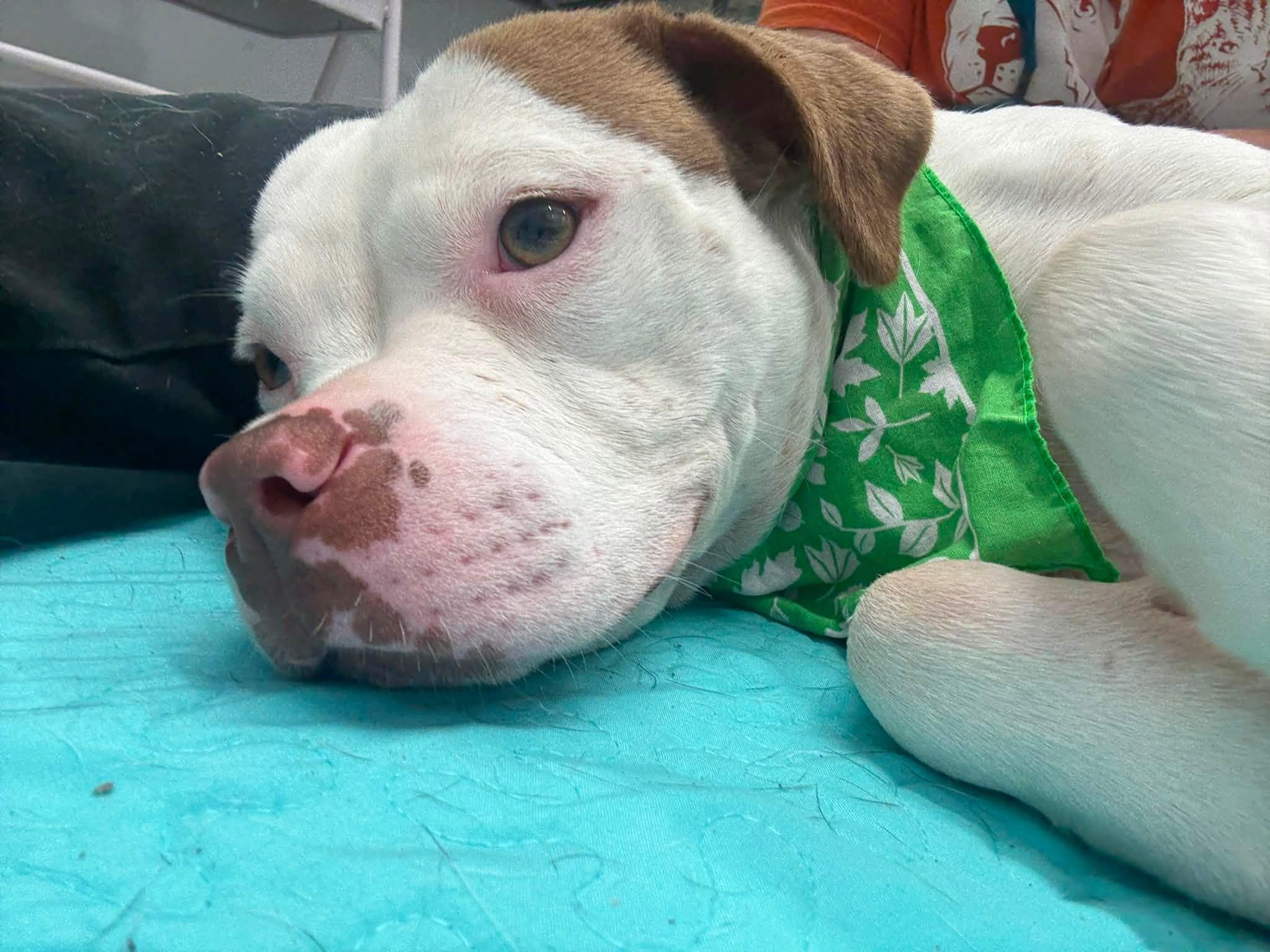 Spira, a Adoptable mixed breed in Troy, MI image 4/5