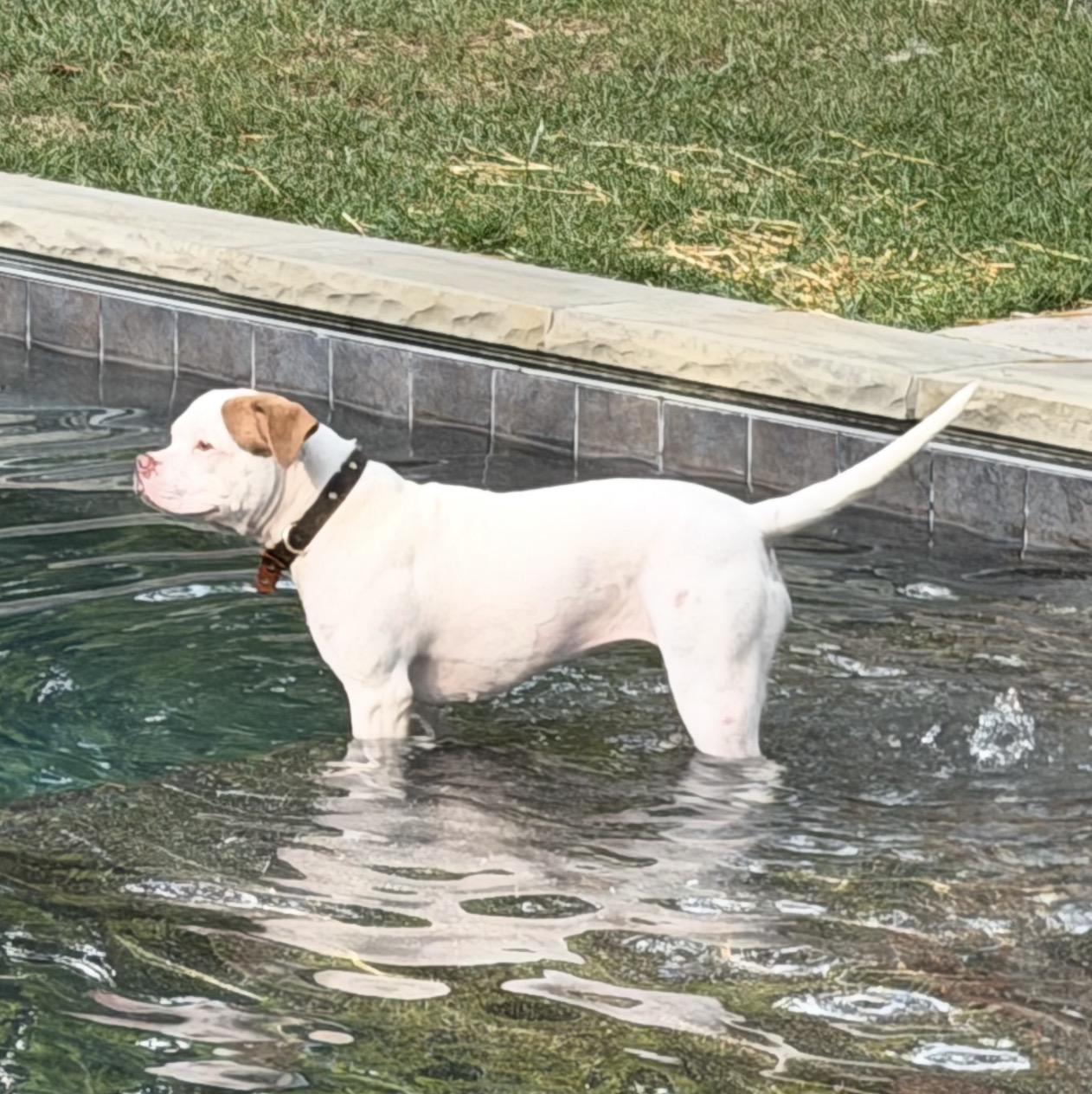 Spira, a Adoptable mixed breed in Troy, MI image 5/5