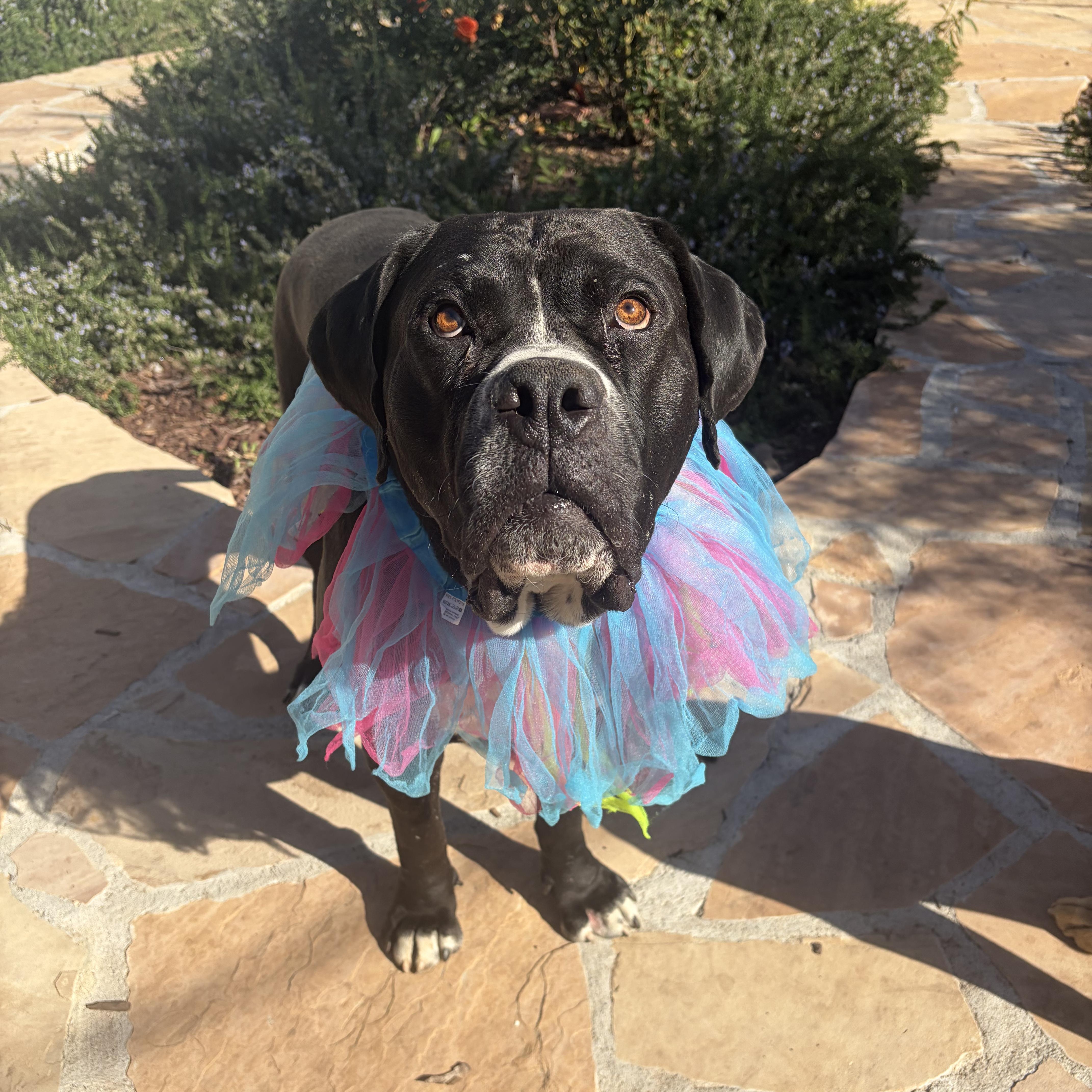 Enlarge Biggie, a Adoptable mixed breed in Sun Valley, CA image 4/6