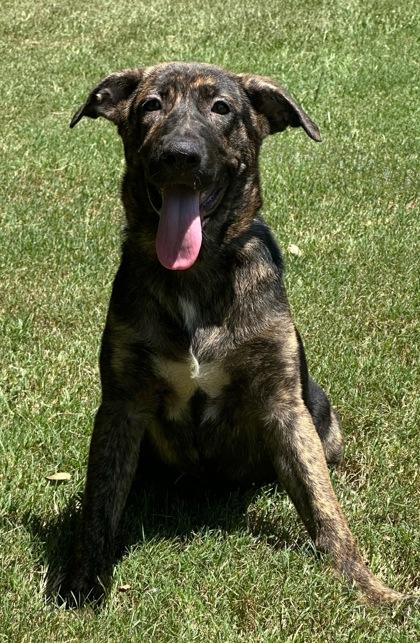 Shyla, Adoptable, Puppy Female Shepherd & Mixed Breed.