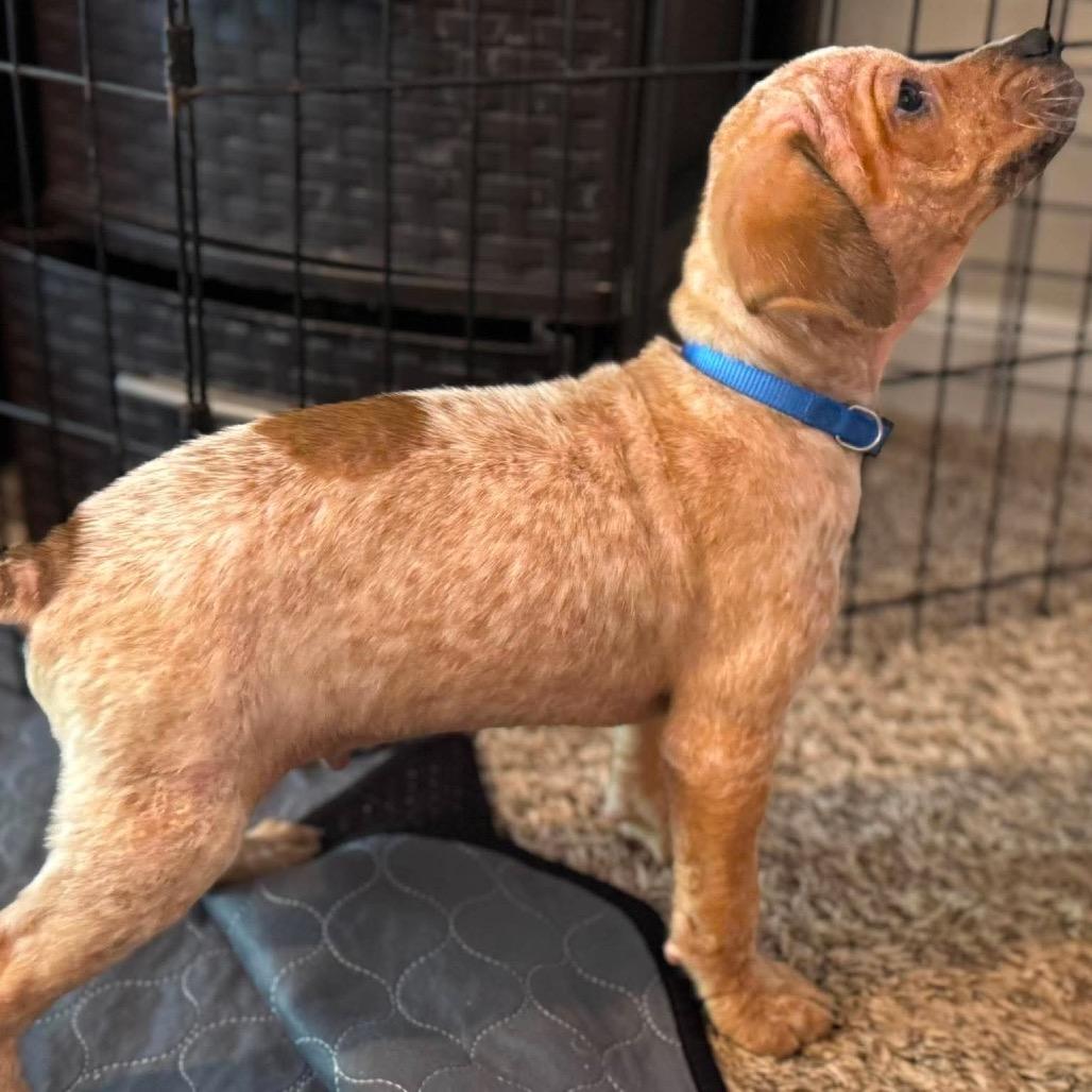 Orion, Adoptable, Puppy Male English Coonhound & Mixed Breed.