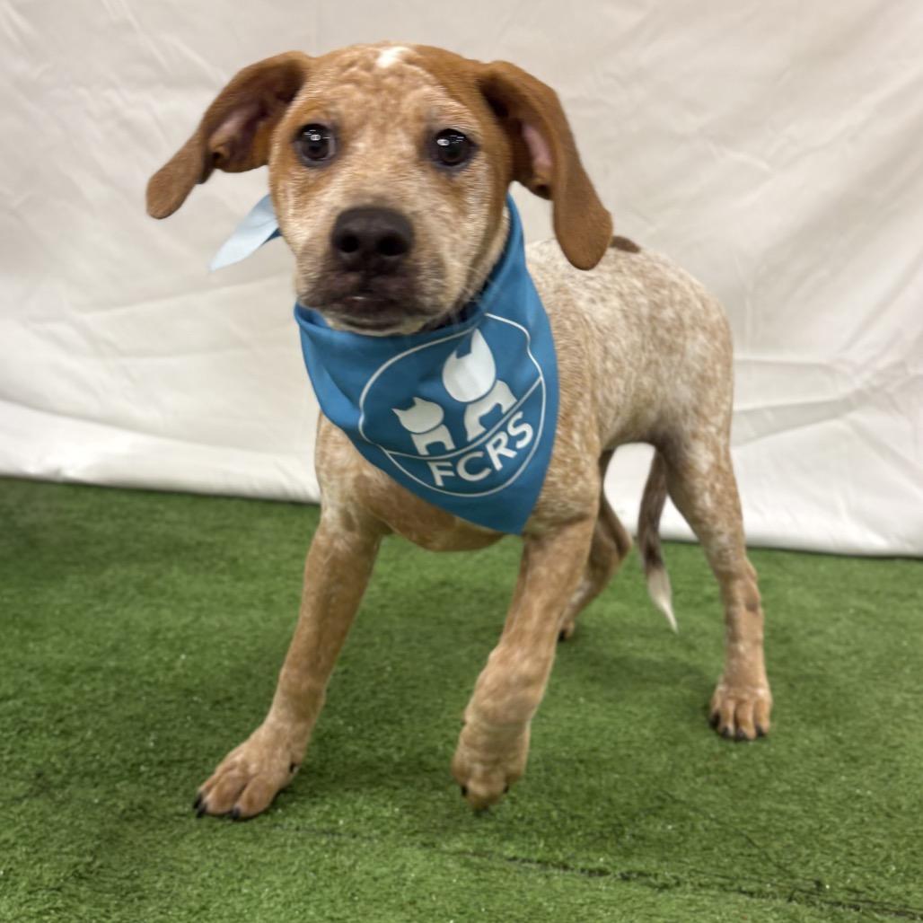 Orion, a Adoptable mixed breed in Bessemer, AL image 2/6