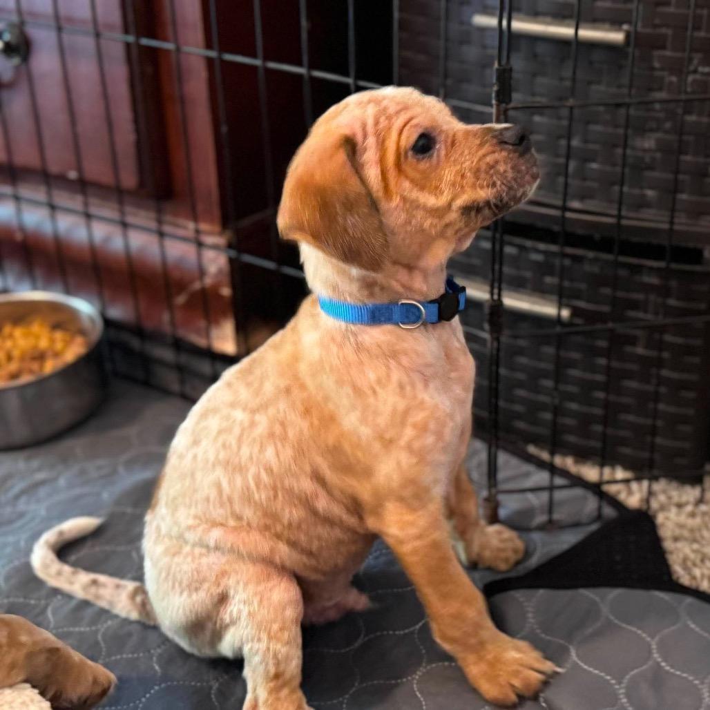 Orion, a Adoptable mixed breed in Bessemer, AL image 3/6