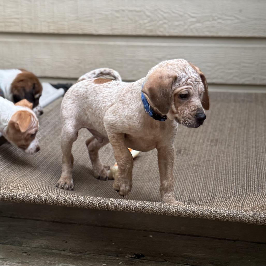 Orion, a Adoptable mixed breed in Bessemer, AL image 4/6