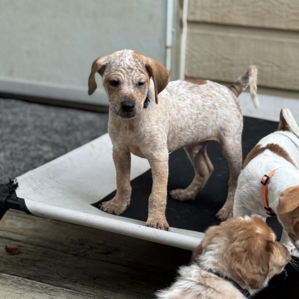Orion, a Adoptable mixed breed in Bessemer, AL image 5/6