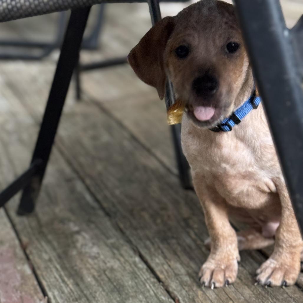 Orion, a Adoptable mixed breed in Bessemer, AL image 6/6