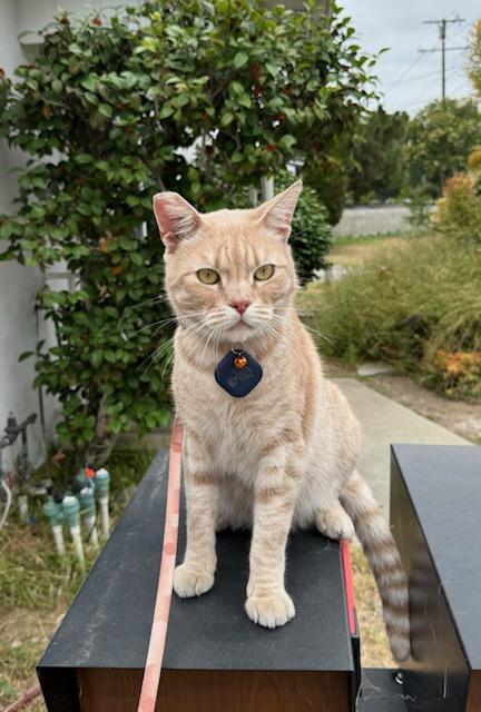 Enlarge Leroy, a Adoptable mixed breed in Torrance, CA image 2/3