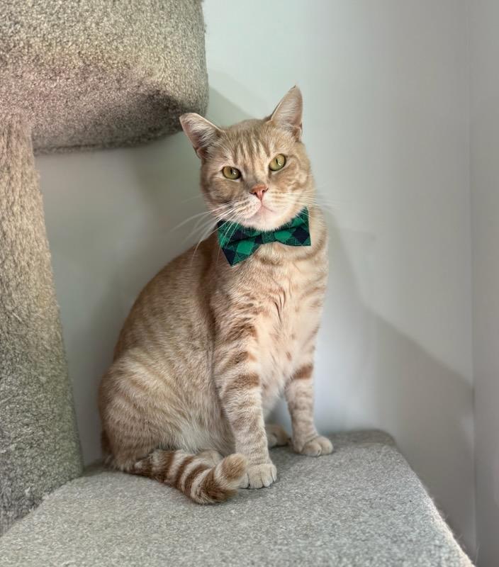 Leroy, Adoptable, Adult Male Domestic Short Hair & Tabby.