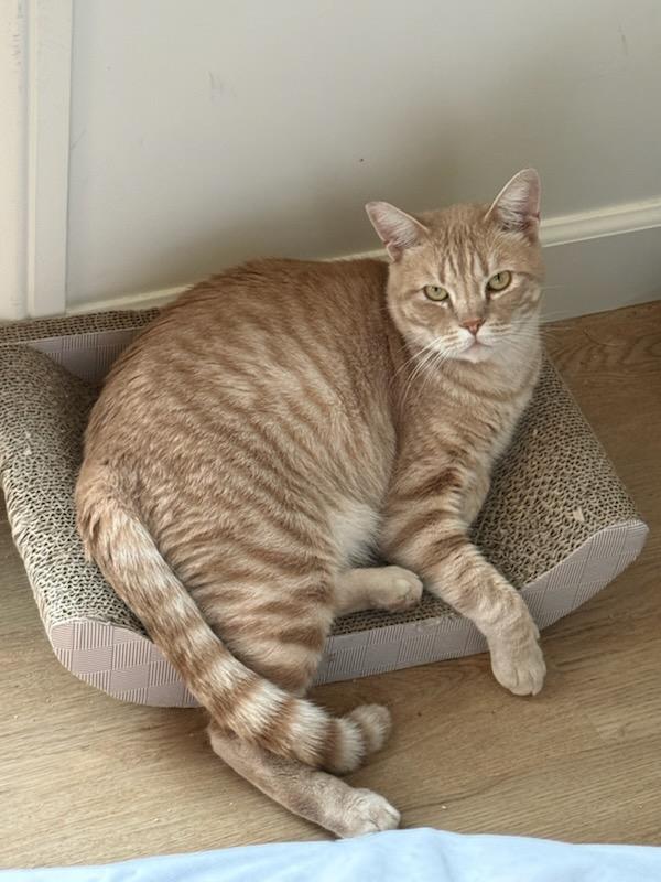 Enlarge Leroy, a Adoptable mixed breed in Torrance, CA image 3/3