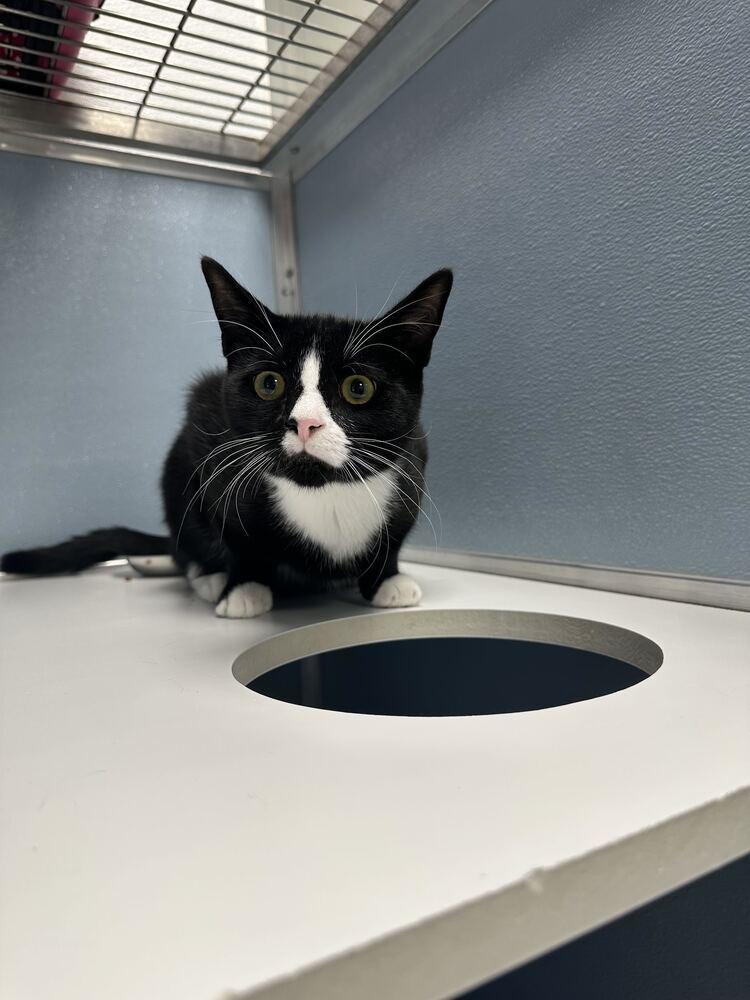 Sylvester, Adoptable, Kitten Male Domestic Short Hair.