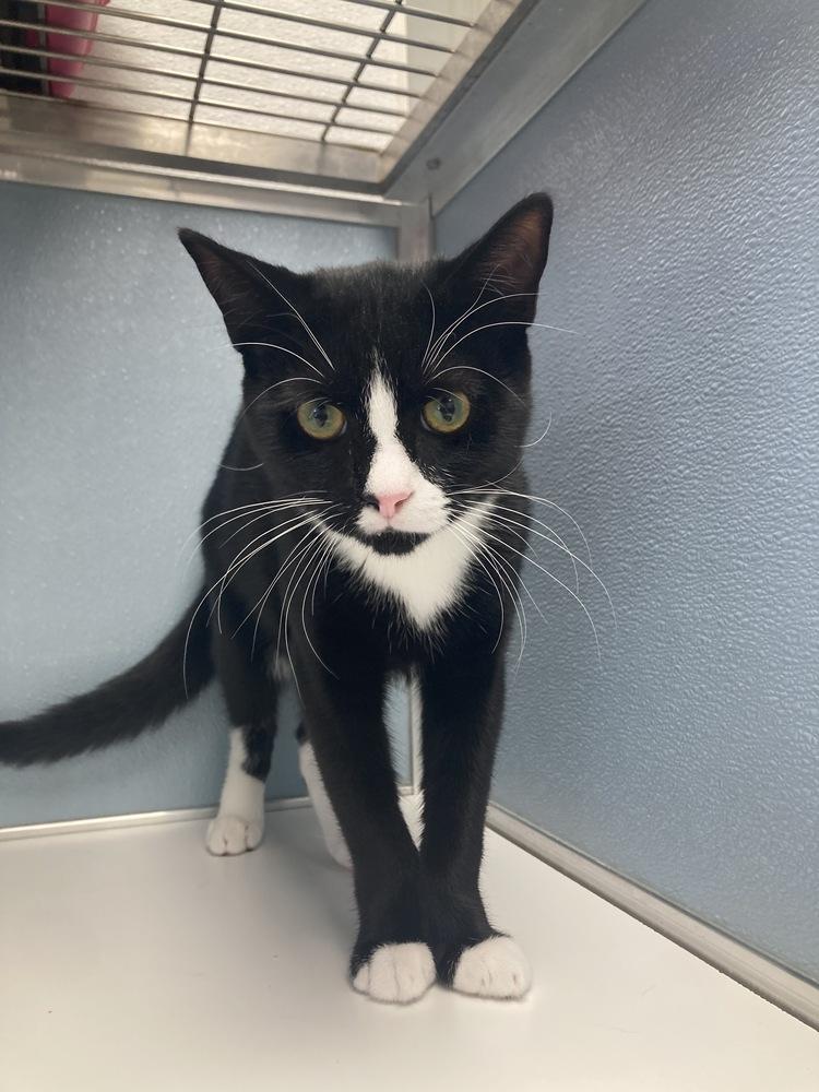 Enlarge Sylvester, a Adoptable mixed breed in Milltown, NJ image 2/3