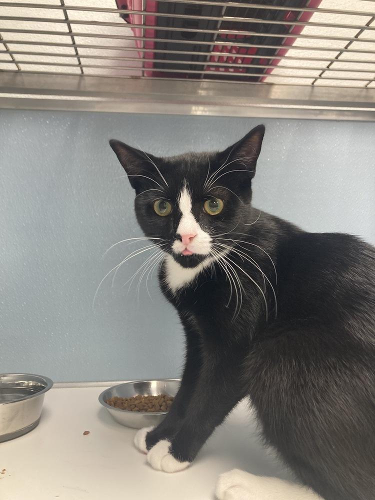 Enlarge Sylvester, a Adoptable mixed breed in Milltown, NJ image 3/3